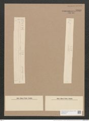 Synedra ulna var. vitrea (Bory Kuetz.) V. H. (de-Toni-Nr.: Genus 66, Species 2584) Zeichnungen Sammlung Grunow Nr. 5242 (NHMW-BOT-W0373615)